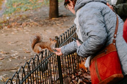 A friendly squirrel taking treats from hands of a person in St. James's Park London, UK