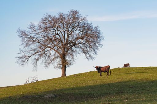 A couple of cows standing in a grassy meadow with a tall tree.