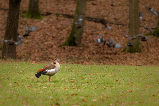 A single Egyptian Goose stands in a lush green grass field