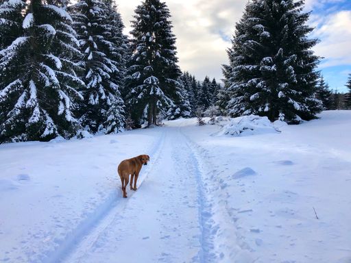 A beautiful shot of a winter landscape with field and trees covered by snow and an  dog looking back