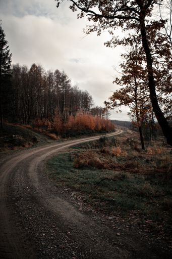 A curve road in the middle of the tall trees in the forest