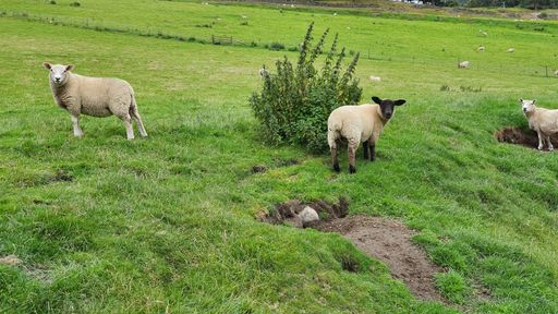 A flock of fluffy white sheep in a green field
