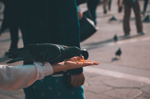 A person is feeding a pigeon on a busy city sidewalk with pedestrians passing by