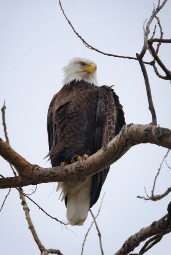 A low-angle shot of the bald eagle perched on the tree branch