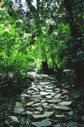 A vertical shot of a road in the middle of a forest made of stones surrounded by trees