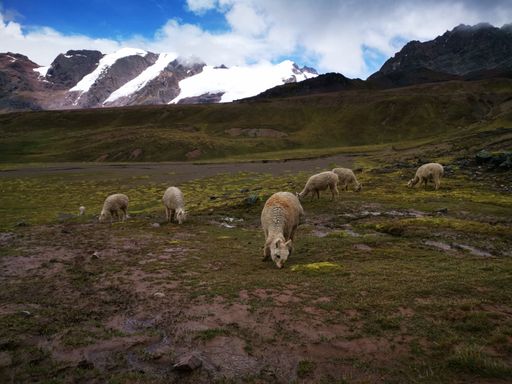 A flock of sheep grazing in a grassy field with a backdrop of snow-capped mountains and blue sky