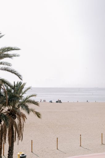A vertical shot of palm trees at a sandy beach on a sunny day
