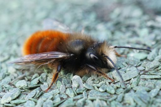 Detailed macro shot of a colorful, fresh emerged male Osmia cornuta, the European orchard bee.