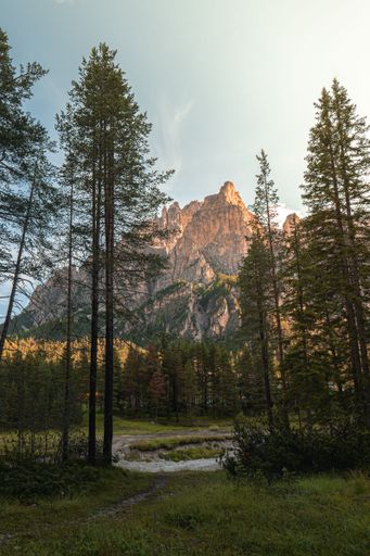 A vertical shot of the green trees in the forest with cliffs in the background.