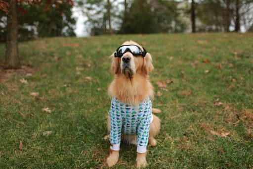 An adorable golden retriever wearing sunglasses sitting in a lush green field surrounded by grass
