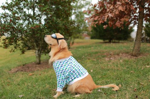 An adorable golden retriever wearing sunglasses sitting in a lush green field surrounded by grass