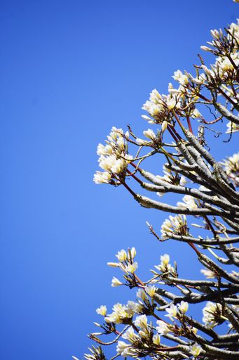 A vertical closeup of a blooming magnolia tree branch against a clear blue sky