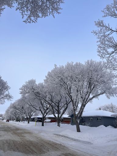 A beautiful shot of trees covered in frost on the side of a dirt road during winter
