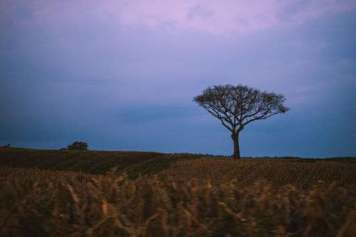 A solitary tree stands in a field of golden barley, illuminated by the muted light of a dusky sky.