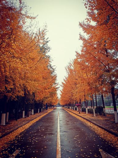 Tunnel of trees in autumn along the road, vertical shot