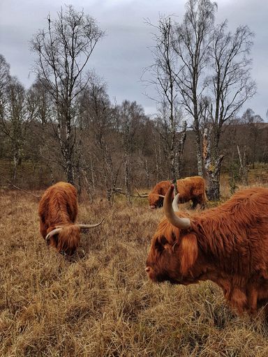 A vertical closeup of Scottish Highland cattles in a field under the cloudy sky