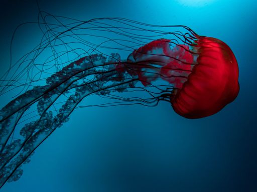 A closeup of a red jellyfish under the water
