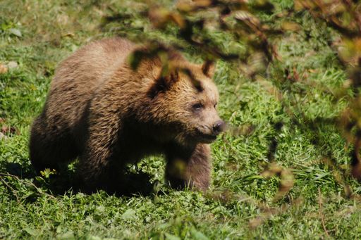 A closeup of a grizzly bear (Ursus arctos horribilis) in a park