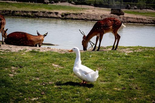 A white duck and deer near the pond during the daytime