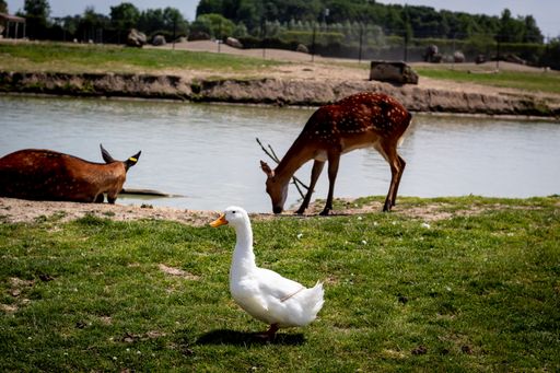 A duck and Sika deer in the field near a pond
