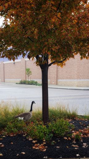 A vertical shot of goose under the tree