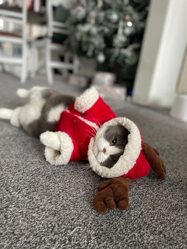 A vertical shot of a cute cat wearing Santa Claus outfit and lying on the home floor