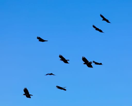 A stunning shot of a large flock of birds soaring across the vibrant blue sky