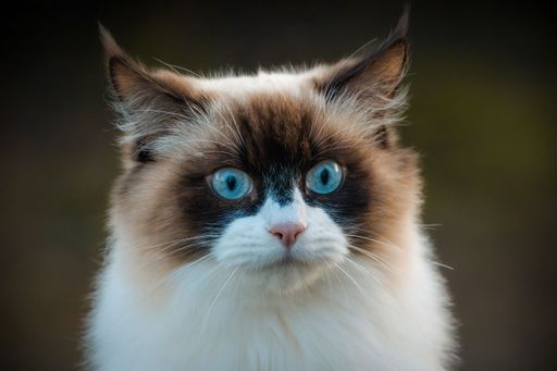 An adorable brown and white tabby cat with captivating blue eyes and a fluffy coat of fur