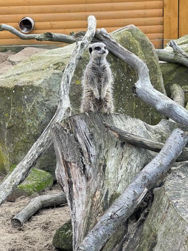 A vertical shot of a cute furry meerkat (Suricata suricatta) standing on a cut tree log looking aside