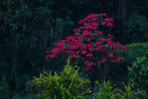 A beautiful mobile, desktop wallpaper of Pink flowering shrubs amid of green forest vegetation. A peek into nature