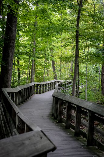 A vertical shot of a wooden pathway surrounded by trees in the middle of a forest