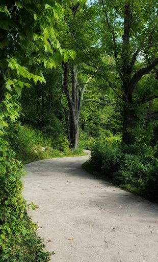 A vertical shot of a path going through a beautiful forest