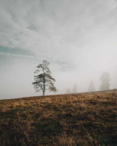 A scenic view of a lone tree on an autumnal field during a foggy morning