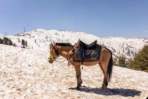 A majestic mule stands in a tranquil field blanketed in a layer of crisp snow