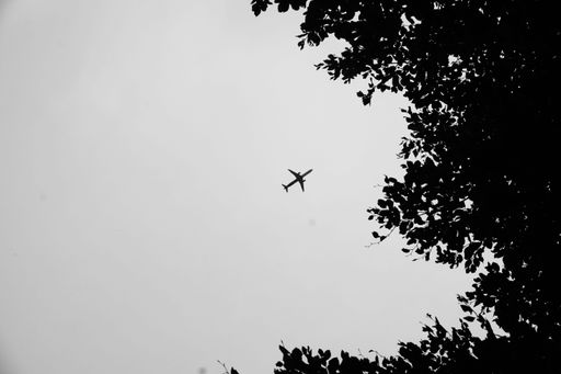 A low angle of treetops against a plane flying in a cloudy sky shot in grayscale