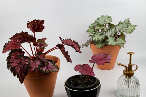 A high angle shot of begonia plants in the flowerpots on a white background
