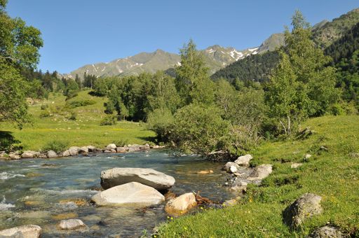 A river running through a lush green forest with trees