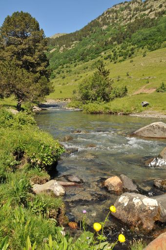 A river running through a lush green forest with trees