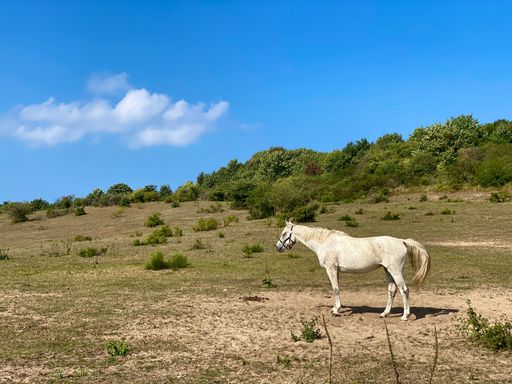 A scenic view of a horse grazing on a green meadow on a sunny day