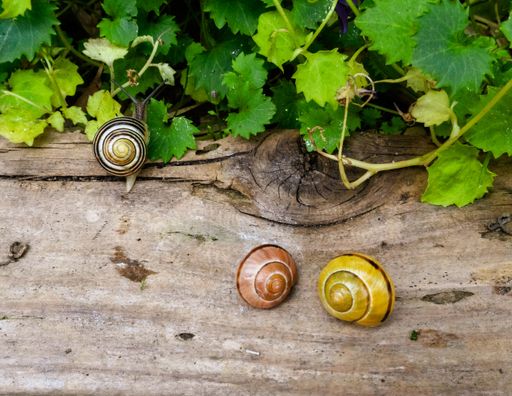 A high angle shot of colorful snails on a wooden surface in a garden