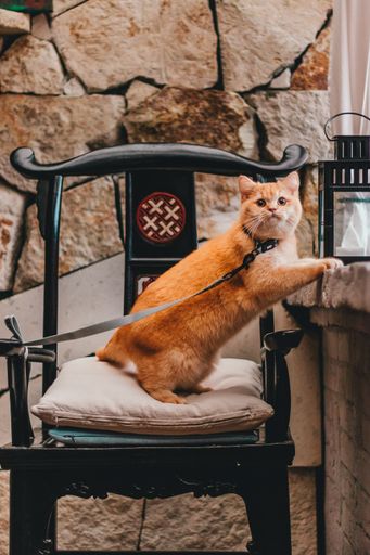 A vertical of a ginger british shorthair cat with a leash standing on the chair and waiting for food
