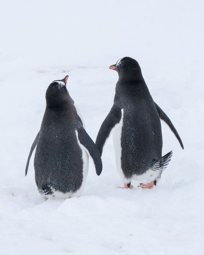 A vertical shot of penguins walking in Antarctica in winter