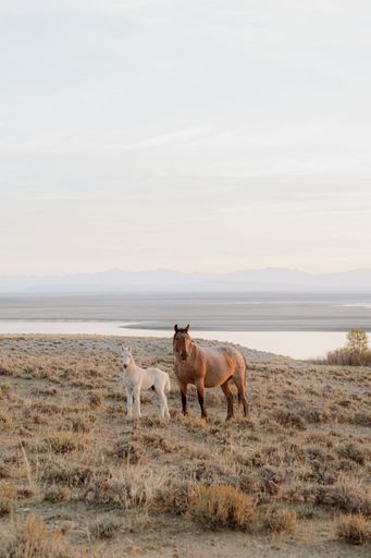 A vertical shot of a brown horse and a baby white horse on a dry field near a lake
