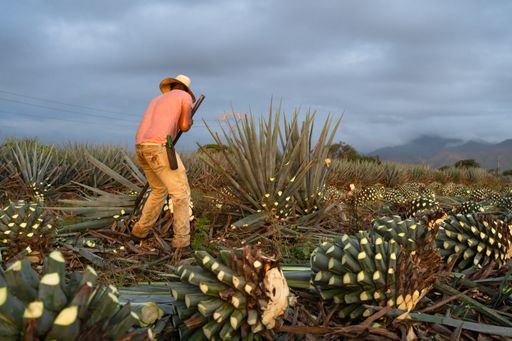 A farmer working at a pineapple farm under the cloudy s