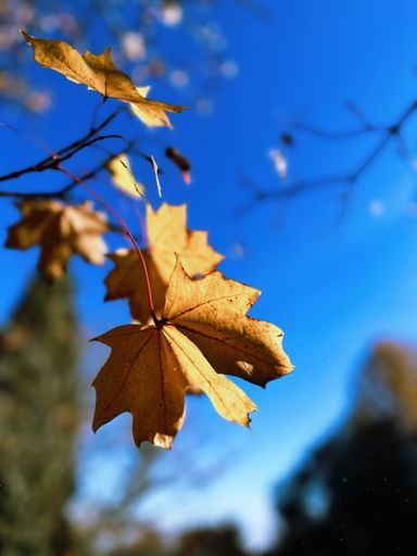 A closeup of yellow leaves hanging from the tree branch with the blue sky in the blurred background