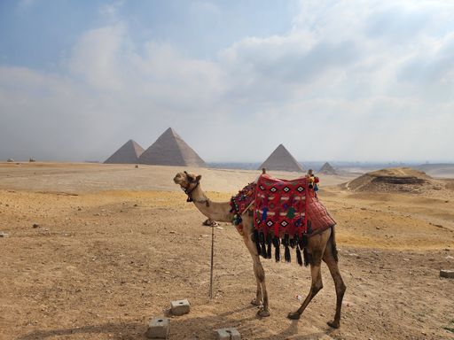 A camel standing in the desert with the great pyramids of Giza Cairo Egypt