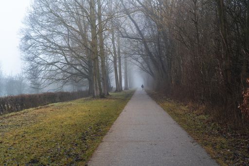 A path through a park lined with deciduous trees on a foggy day