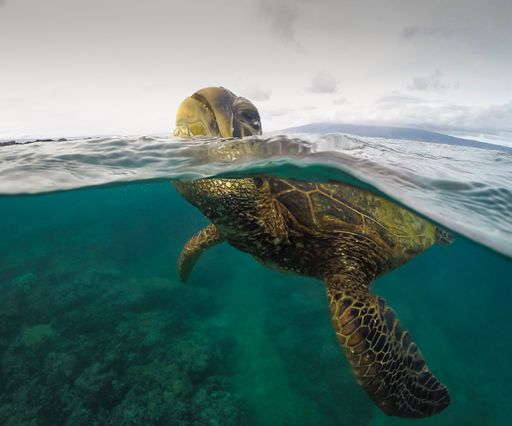 A closeup of a green turtle calmly swimming in the sea with his head raised above