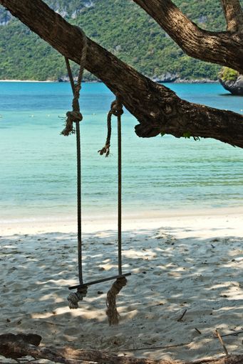 A swing hanging from a tree on the beach on an island during daytime