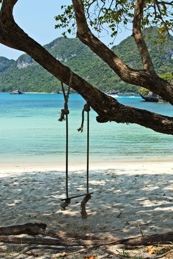 A swing hanging from a tree on the beach on an island during daytime